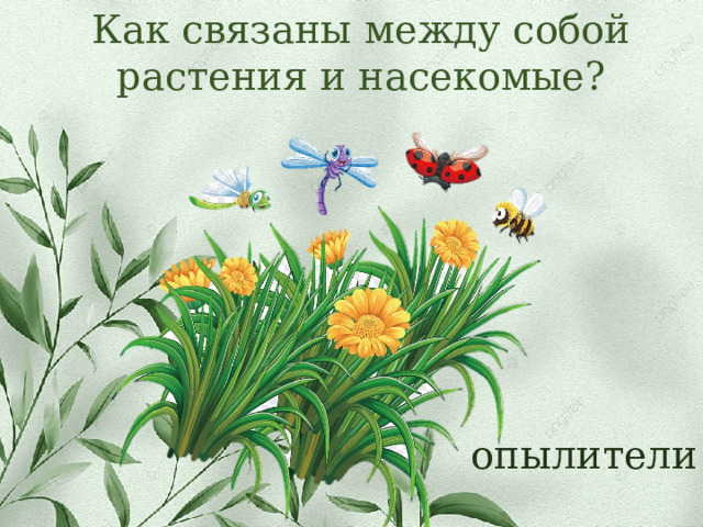 Как связаны между собой растения и насекомые? опылители 