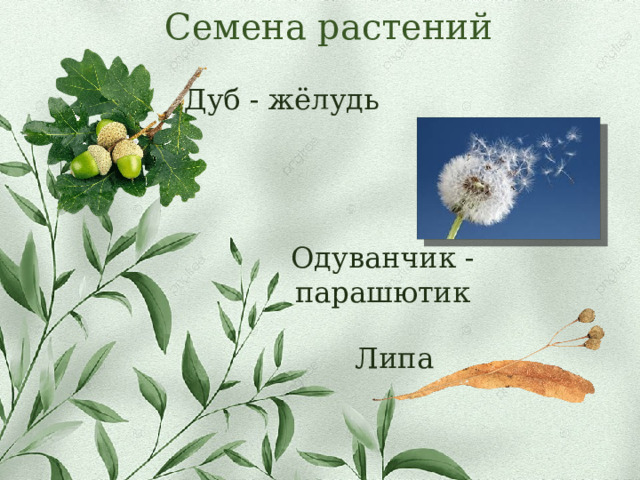 Семена растений Дуб - жёлудь Одуванчик - парашютик Липа 
