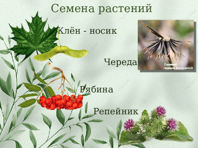 Семена растений Клён - носик Череда Рябина Репейник 