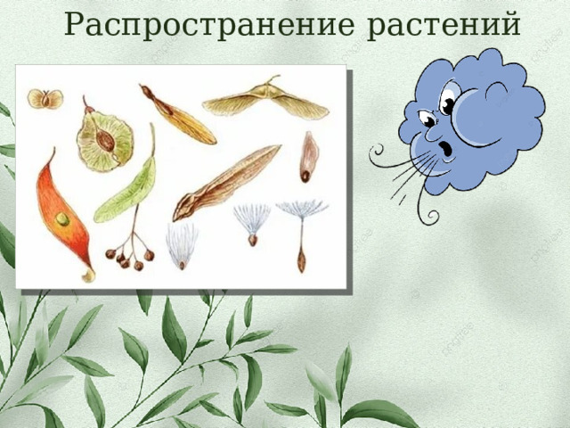 Распространение растений 