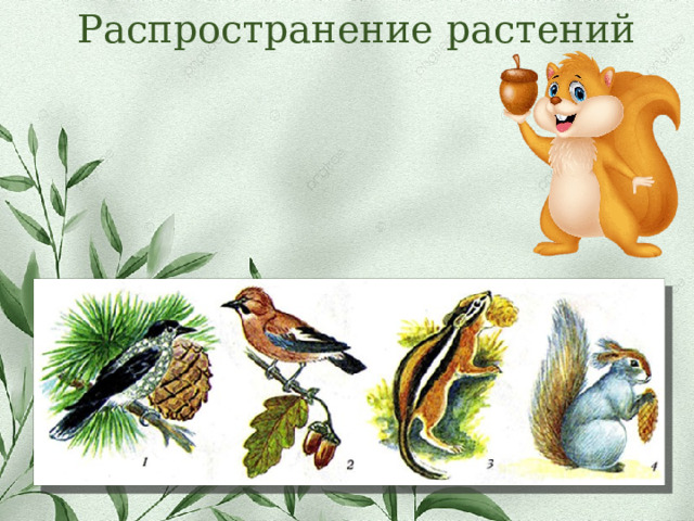 Распространение растений 