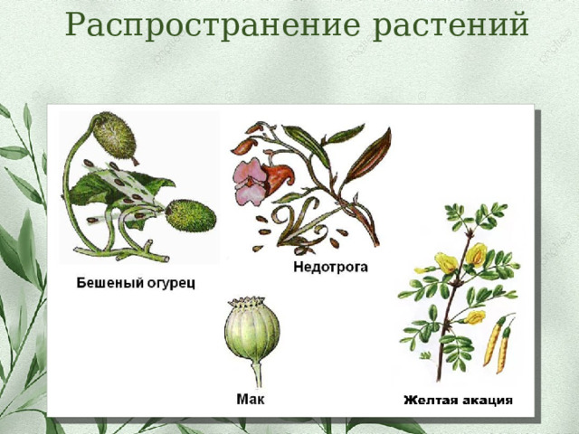 Распространение растений 