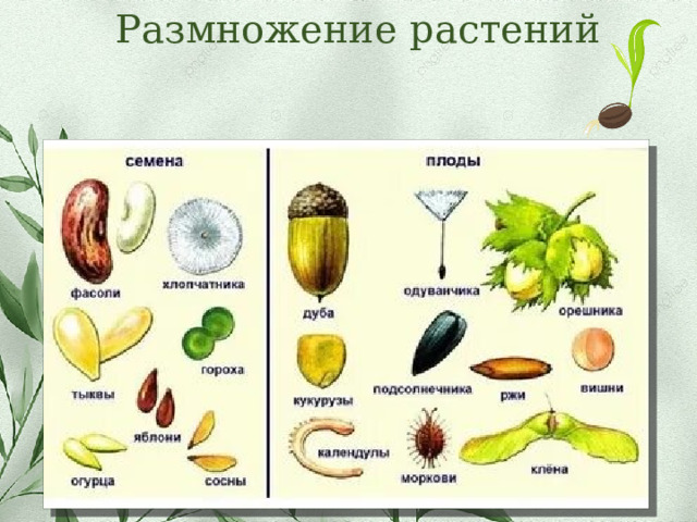 Размножение растений 