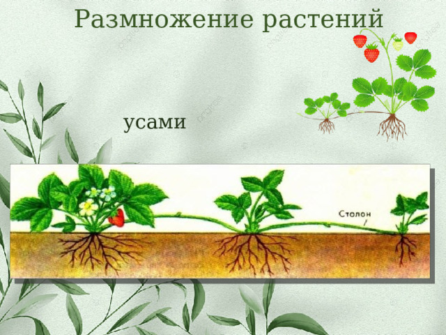 Размножение растений усами 