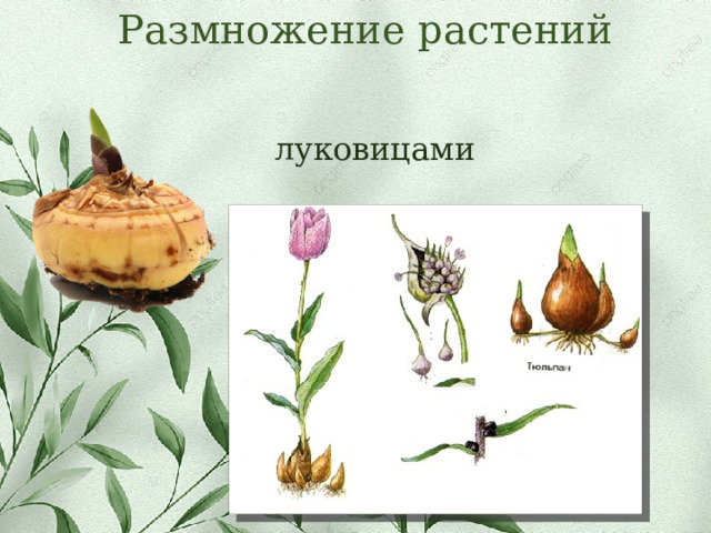 Размножение растений луковицами 