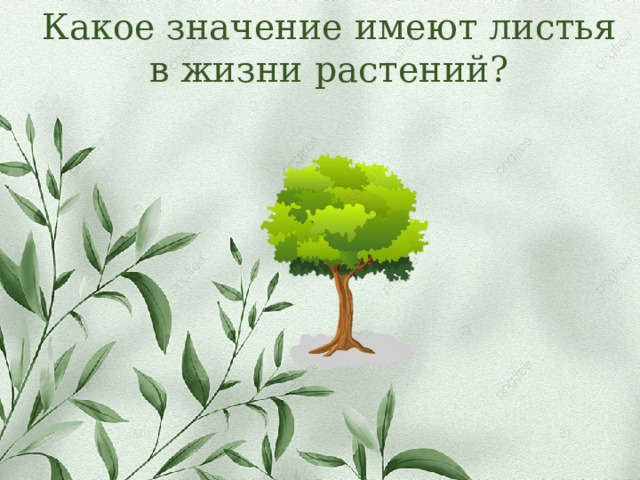 Какое значение имеют листья в жизни растений? 
