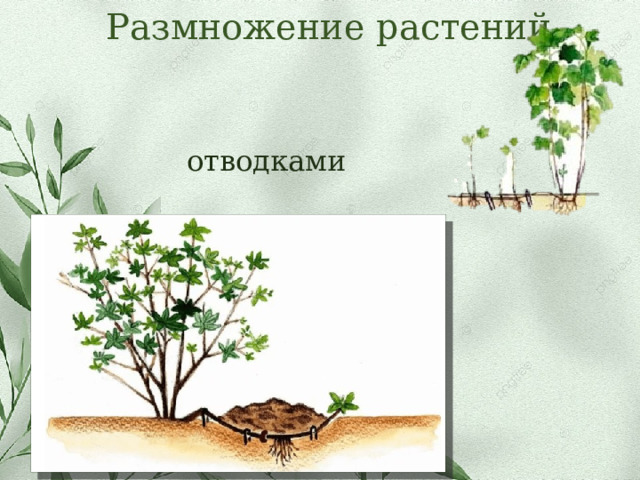 Размножение растений отводками 
