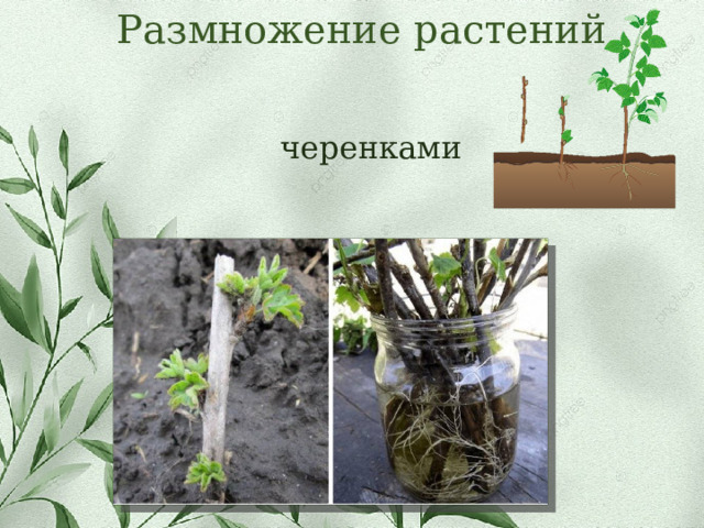 Размножение растений черенками 