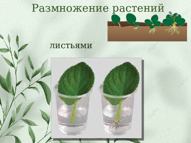 Размножение растений листьями 