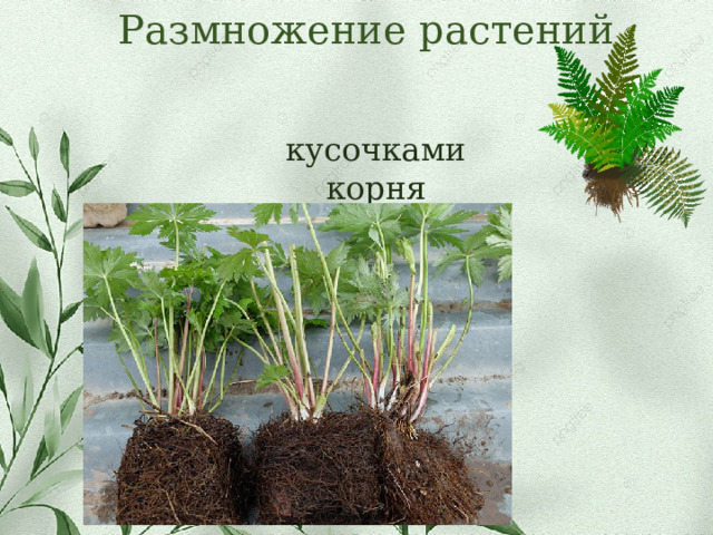 Размножение растений кусочками корня 