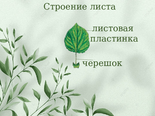 Строение листа листовая пластинка черешок 