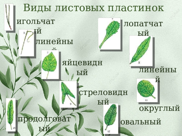 Виды листовых пластинок игольчатый лопатчатый линейный яйцевидный линейный стреловидный округлый продолговатый овальный 