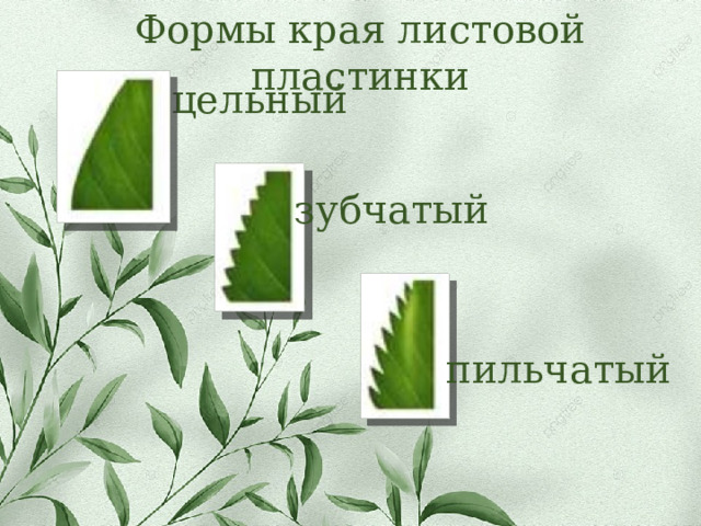 Формы края листовой пластинки цельный зубчатый пильчатый 