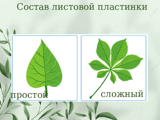 Состав листовой пластинки сложный простой 
