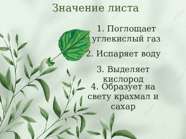 Значение листа 1. Поглощает углекислый газ 2. Испаряет воду 3. Выделяет кислород 4. Образует на свету крахмал и сахар 