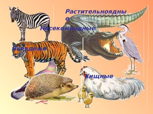 Растительноядные Насекомоядные Всеядные Хищные 