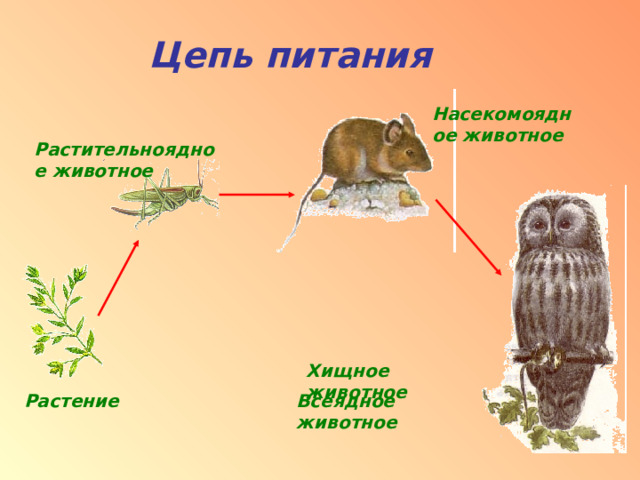 Цепь питания Насекомоядное животное Растительноядное животное Хищное животное Растение Всеядное животное 