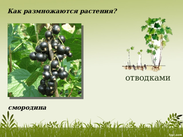 Как размножаются растения? отводками смородина 