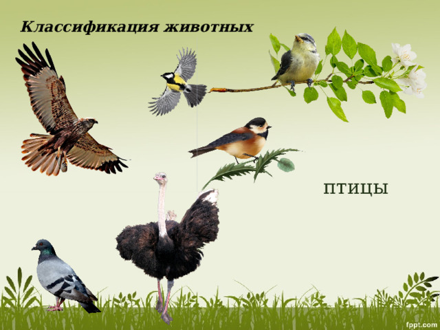 Классификация животных птицы 