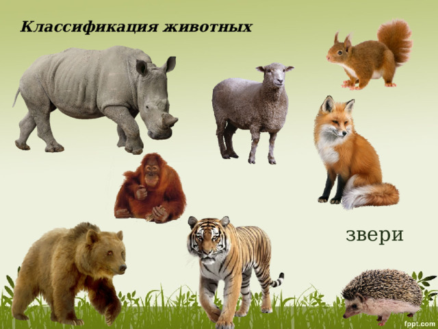 Классификация животных звери 
