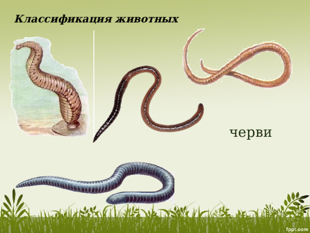 Классификация животных черви 