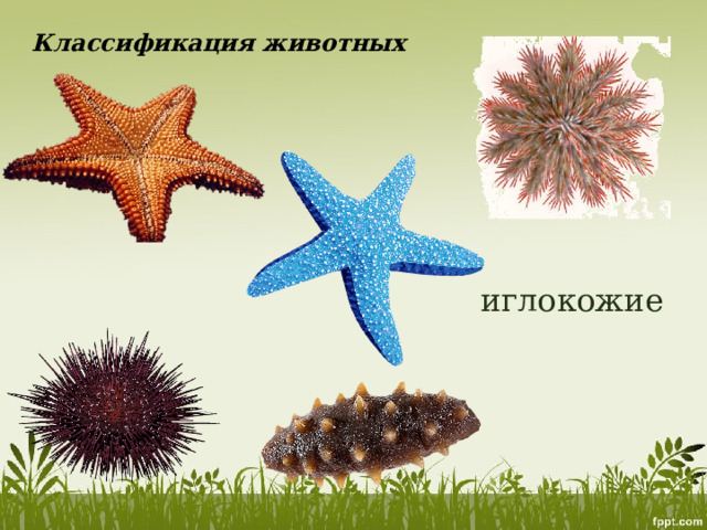 Классификация животных иглокожие 