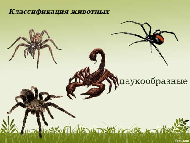 Классификация животных паукообразные 