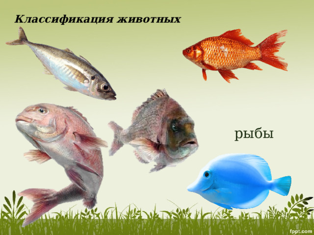 Классификация животных рыбы 