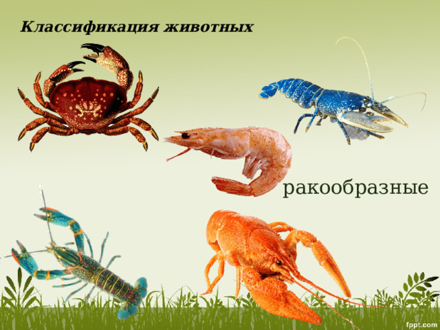 Классификация животных ракообразные 
