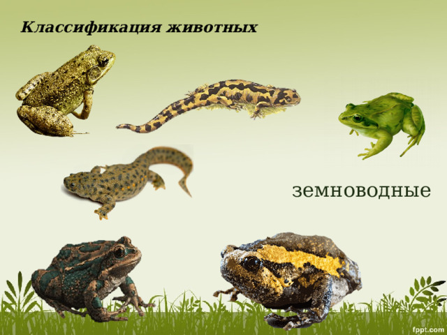 Классификация животных земноводные 