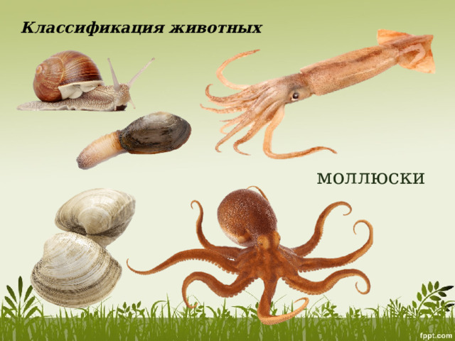 Классификация животных моллюски 