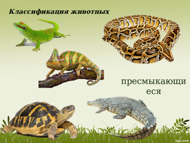 Классификация животных пресмыкающиеся 