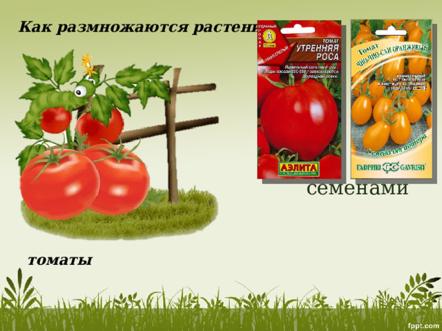 Как размножаются растения? семенами томаты 