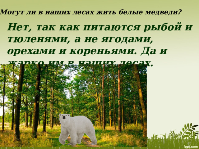 Могут ли в наших лесах жить белые медведи? Нет, так как питаются рыбой и тюленями, а не ягодами, орехами и кореньями. Да и жарко им в наших лесах. 