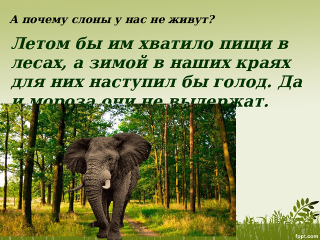 А почему слоны у нас не живут? Летом бы им хватило пищи в лесах, а зимой в наших краях для них наступил бы голод. Да и мороза они не выдержат. 