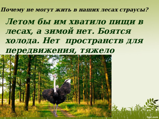Почему не могут жить в наших лесах страусы? Летом бы им хватило пищи в лесах, а зимой нет. Боятся холода. Нет пространств для передвижения, тяжело откладывать яйца. 