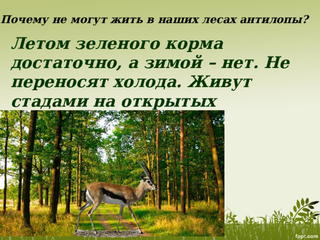 Почему не могут жить в наших лесах антилопы? Летом зеленого корма достаточно, а зимой – нет. Не переносят холода. Живут стадами на открытых пространствах. 