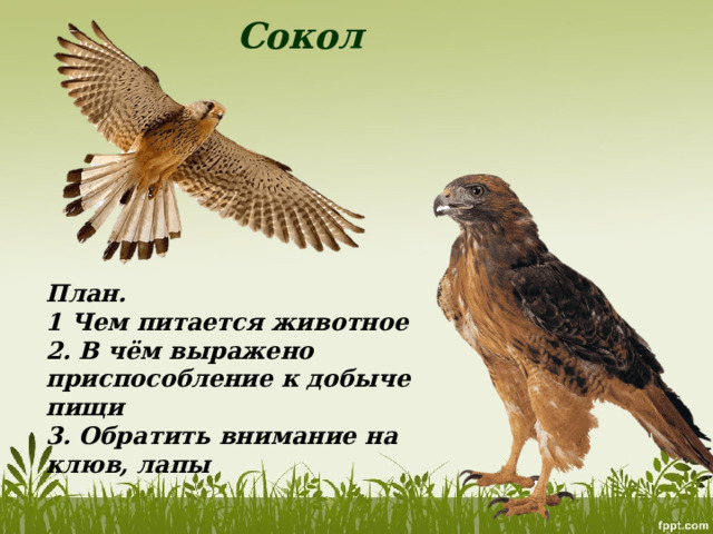 Сокол План. 1 Чем питается животное 2. В чём выражено приспособление к добыче пищи 3. Обратить внимание на клюв, лапы 