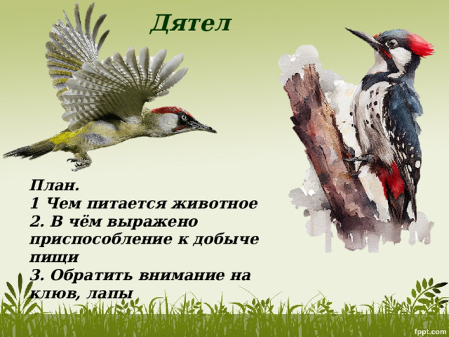 Дятел План. 1 Чем питается животное 2. В чём выражено приспособление к добыче пищи 3. Обратить внимание на клюв, лапы 