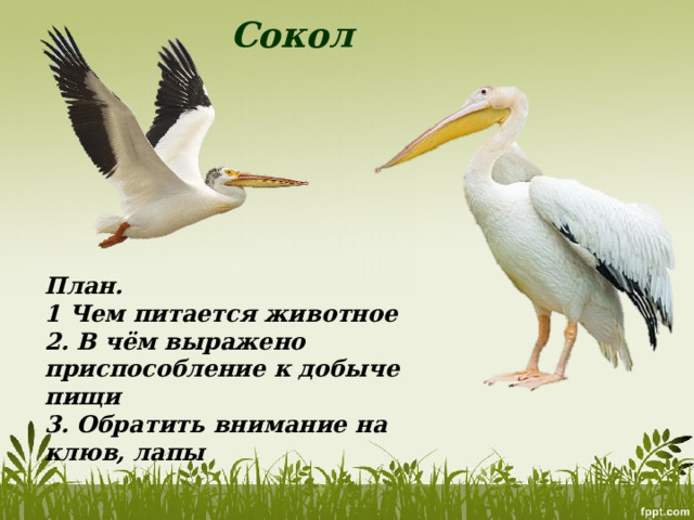 Сокол План. 1 Чем питается животное 2. В чём выражено приспособление к добыче пищи 3. Обратить внимание на клюв, лапы 