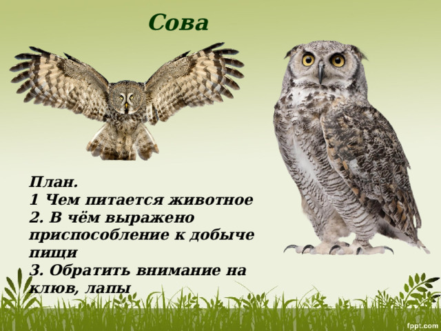 Сова План. 1 Чем питается животное 2. В чём выражено приспособление к добыче пищи 3. Обратить внимание на клюв, лапы 
