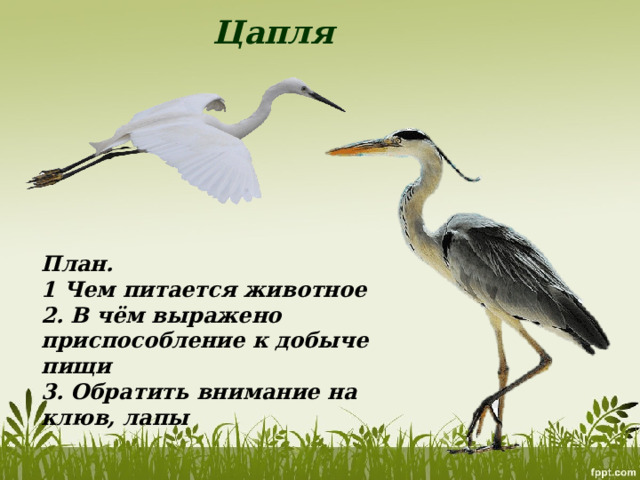 Цапля План. 1 Чем питается животное 2. В чём выражено приспособление к добыче пищи 3. Обратить внимание на клюв, лапы 