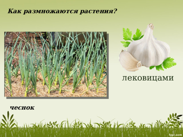 Как размножаются растения? лековицами чеснок 