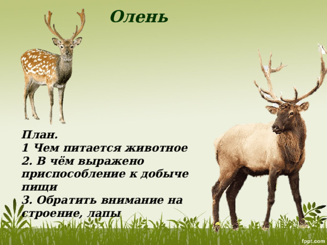 Олень План. 1 Чем питается животное 2. В чём выражено приспособление к добыче пищи 3. Обратить внимание на строение, лапы 
