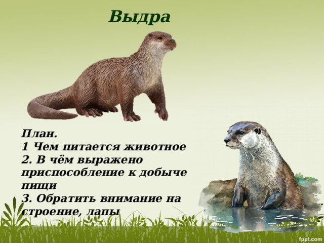 Выдра План. 1 Чем питается животное 2. В чём выражено приспособление к добыче пищи 3. Обратить внимание на строение, лапы 