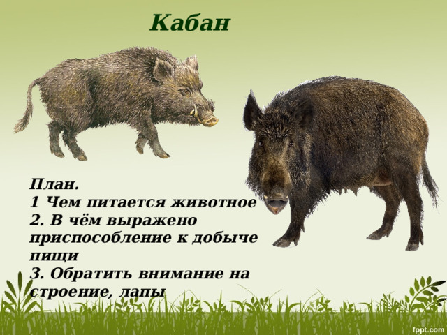 Кабан План. 1 Чем питается животное 2. В чём выражено приспособление к добыче пищи 3. Обратить внимание на строение, лапы 