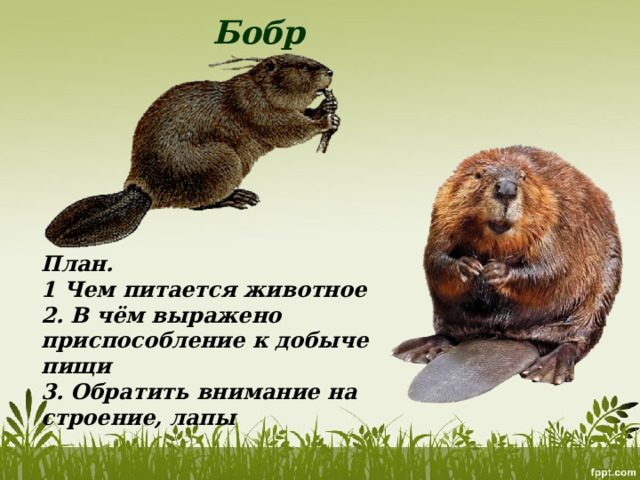 Бобр План. 1 Чем питается животное 2. В чём выражено приспособление к добыче пищи 3. Обратить внимание на строение, лапы 