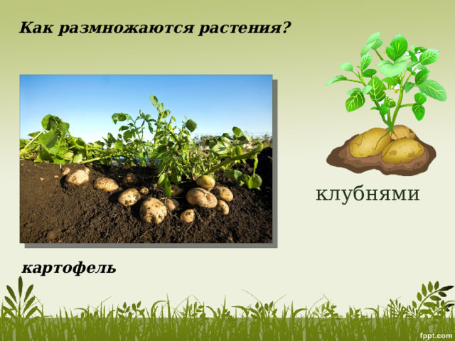 Как размножаются растения? клубнями картофель 
