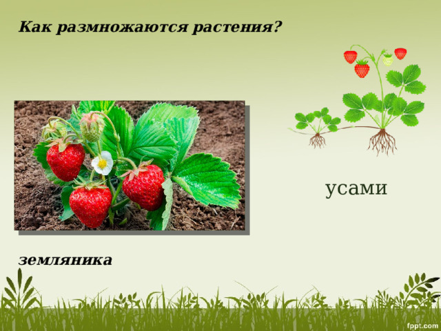 Как размножаются растения? усами земляника 