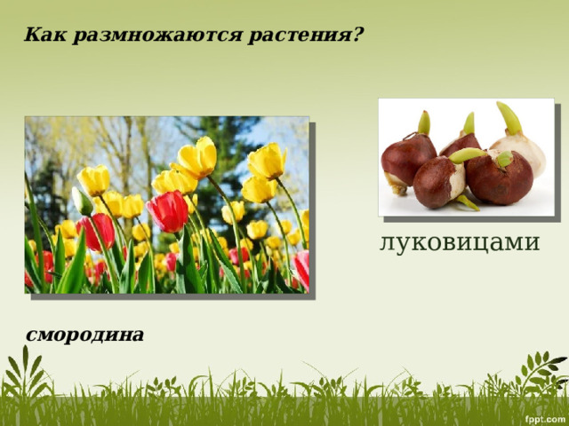 Как размножаются растения? луковицами смородина 